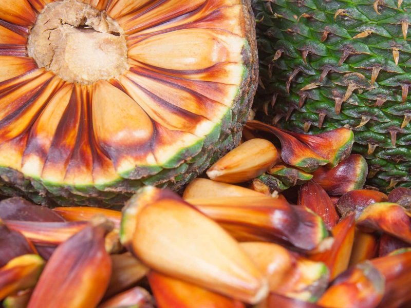 Plantations Within Norfolk Island’s National Park