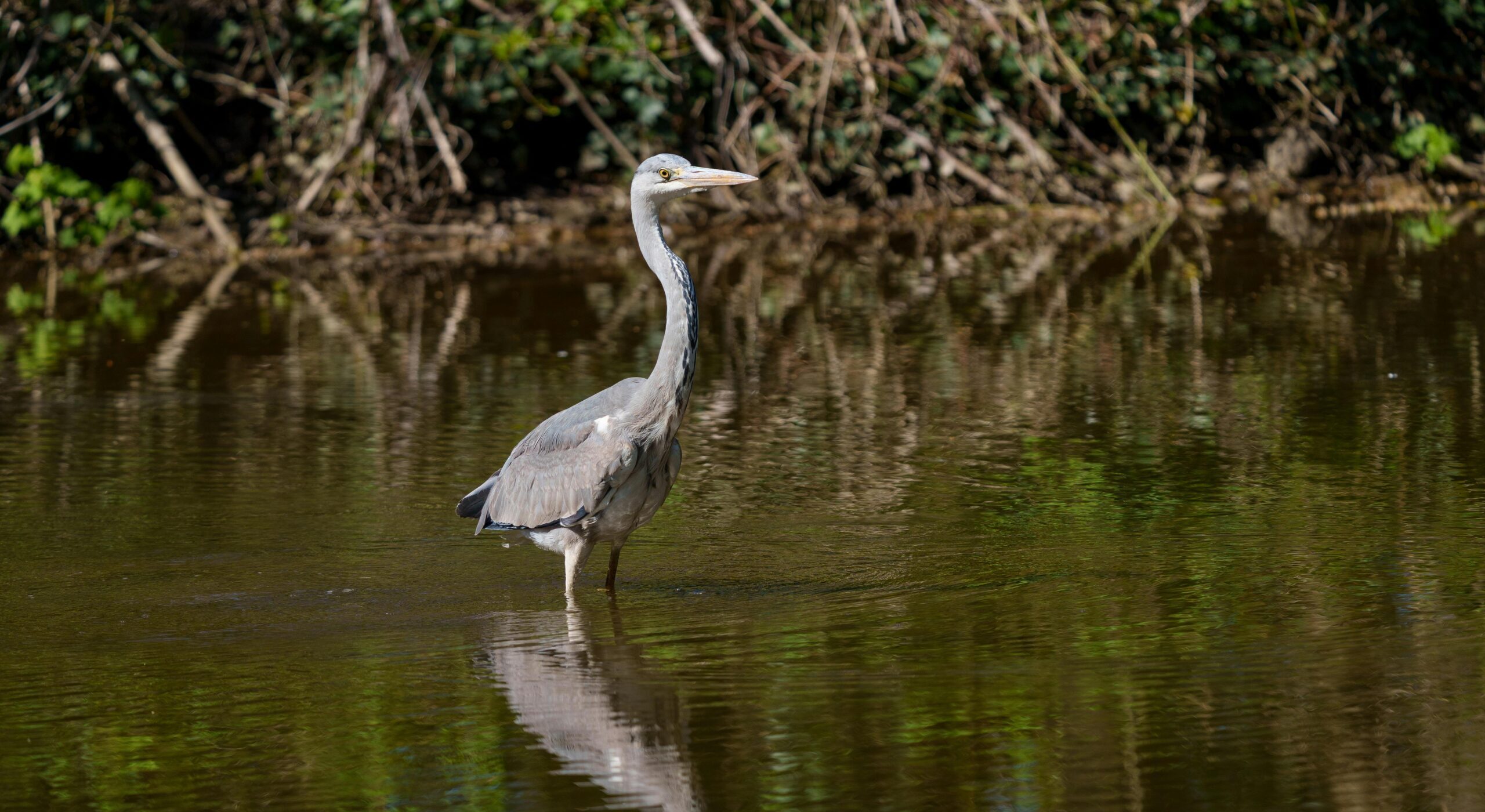 Economic analysis of seasonal wetlands in the Greater Grampians Region